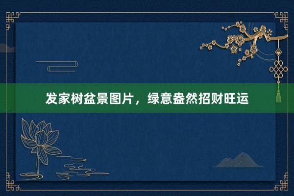 发家树盆景图片，绿意盎然招财旺运